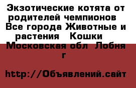  Экзотические котята от родителей чемпионов - Все города Животные и растения » Кошки   . Московская обл.,Лобня г.